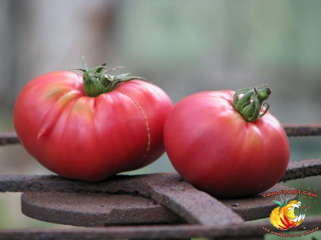 Tomate Pruden's Purple