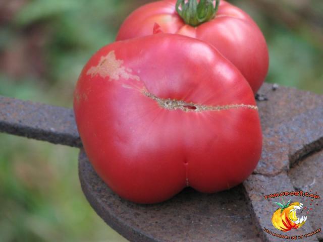 Tomate Pruden's Purple