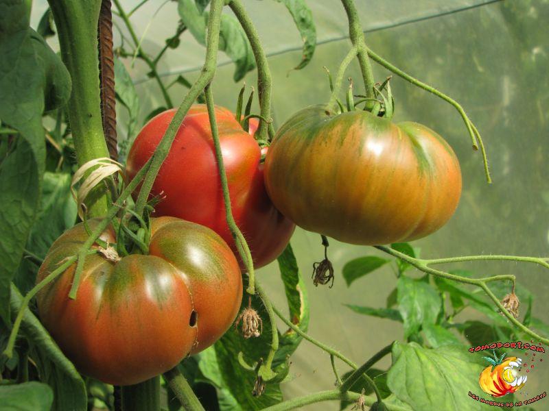 Tomate Pruden's Purple