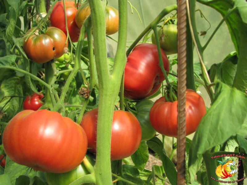 Tomate Pruden's Purple