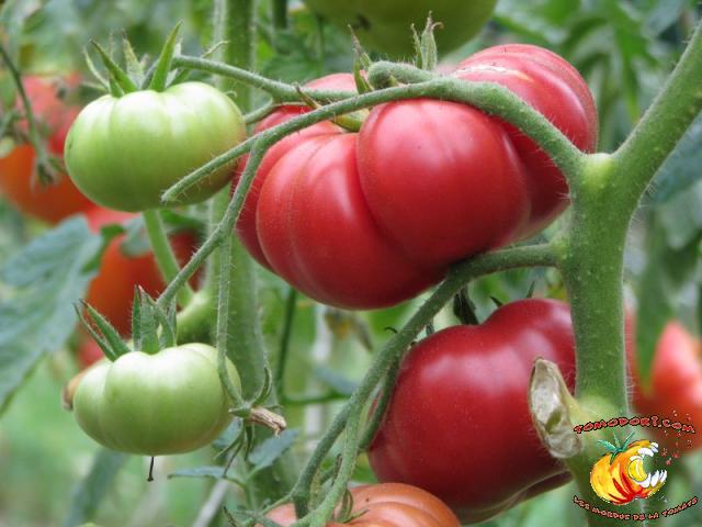 Tomate Purple Hillbilly