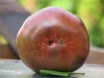 Tomate Purple Passion
