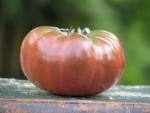 Tomate Purple Passion