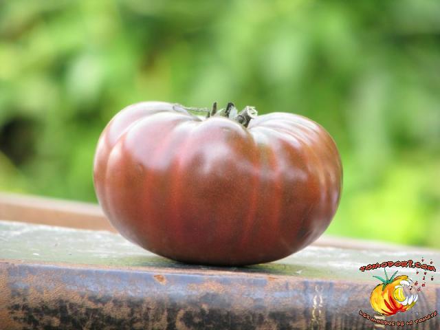 Tomate Purple Passion