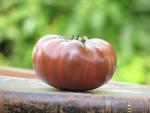 Tomate Purple Passion