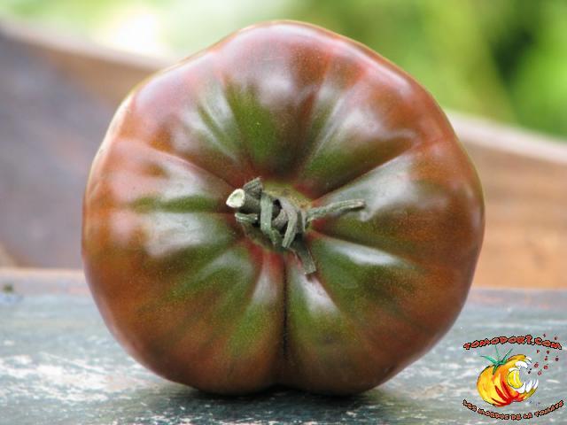 Tomate Purple Passion