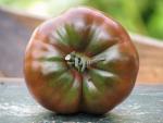 Tomate Purple Passion