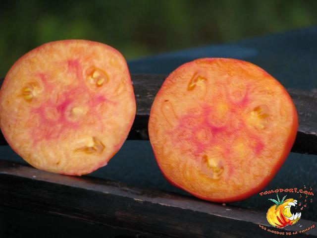 Tomate Regina's Yellow