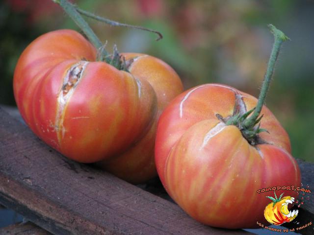 Tomate Regina's Yellow