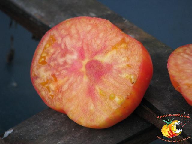 Tomate Regina's Yellow