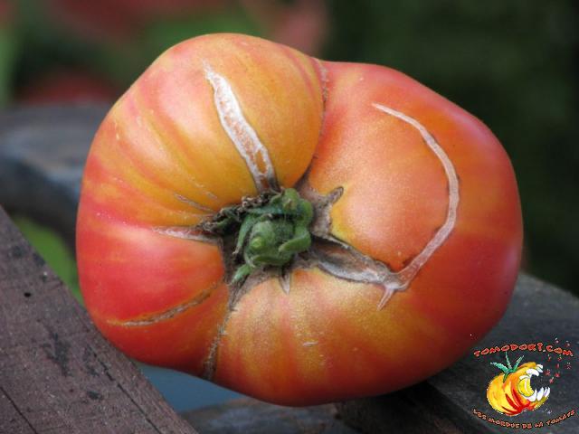 Tomate Regina's Yellow