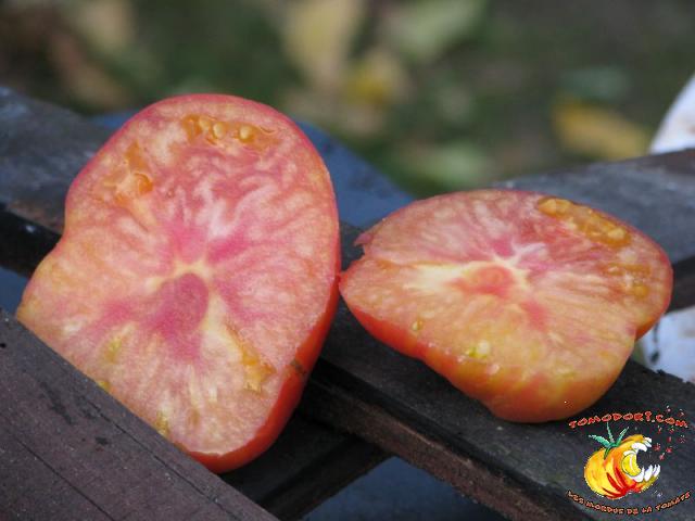 Tomate Regina's Yellow