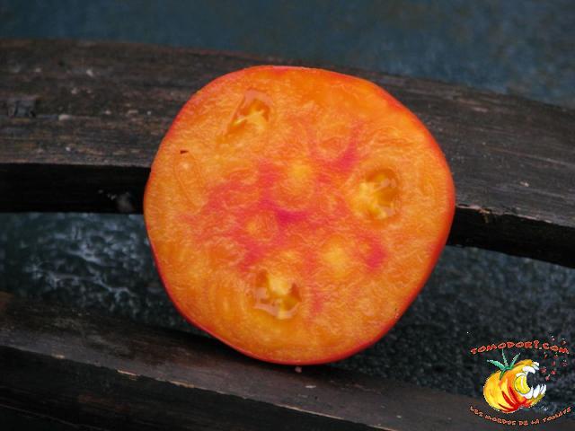 Tomate Regina's Yellow