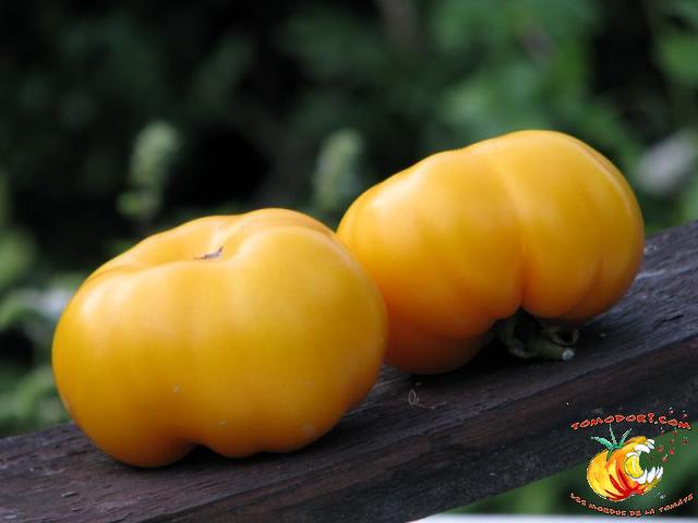 Tomate Saint Vincent