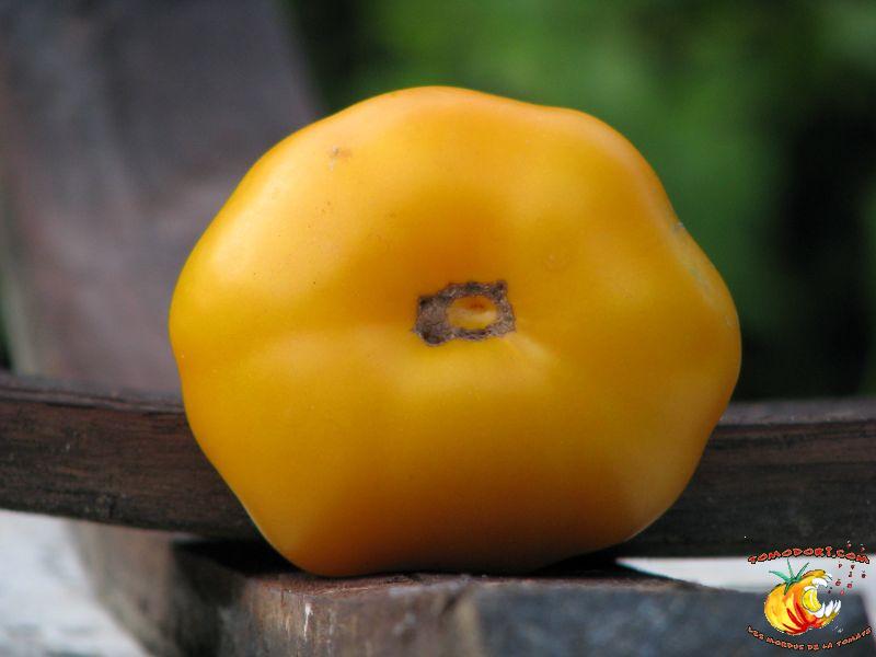 Tomate Saint Vincent