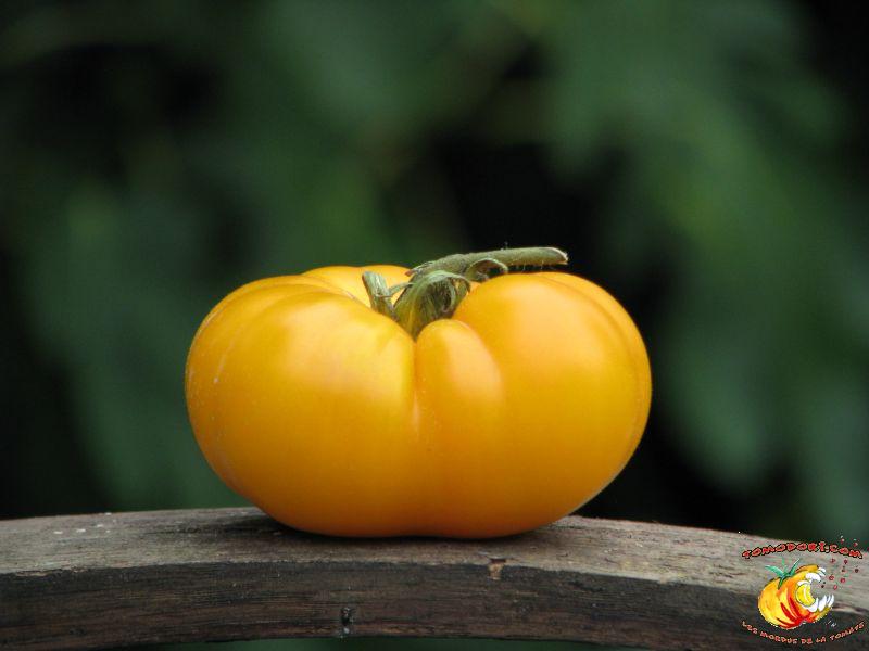 Tomate Saint Vincent