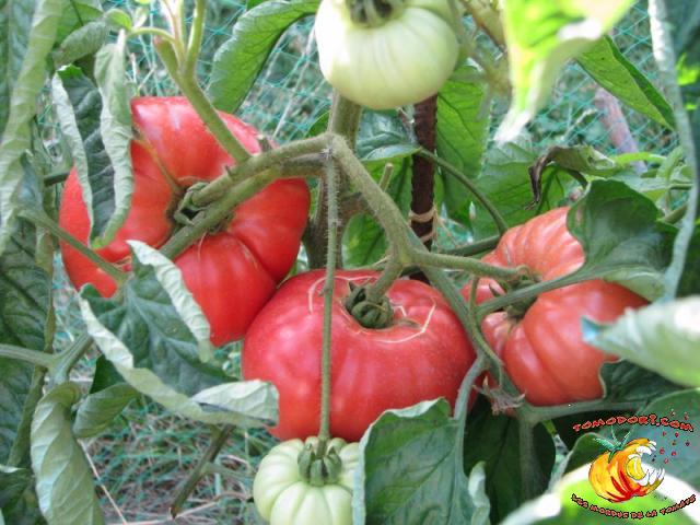 Tomate Sandul Moldovan