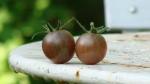 Tomate Black Cherry