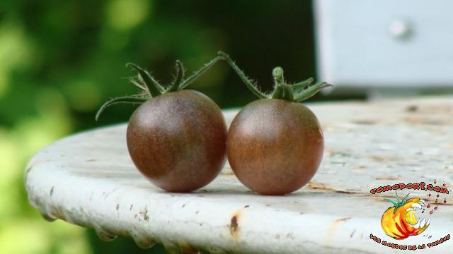 Tomate Black Cherry