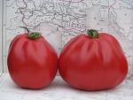 Tomate Coeur d'Albenga