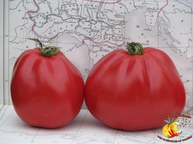 Tomate Coeur d'Albenga