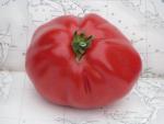 Tomate Coeur d'Albenga