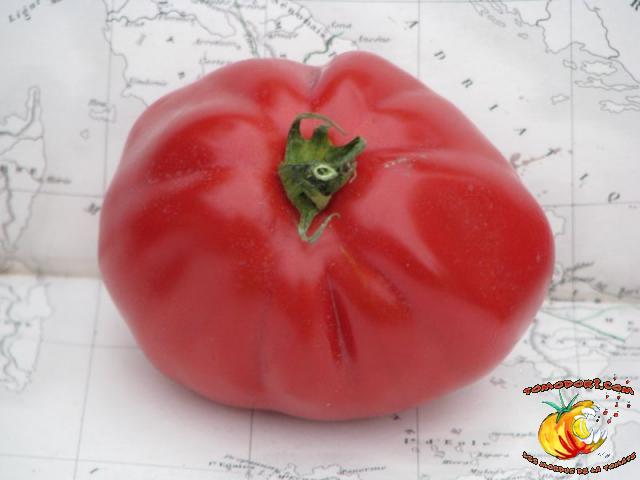Tomate Coeur d'Albenga