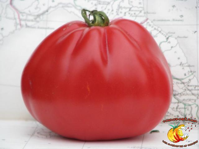 Tomate Coeur d'Albenga