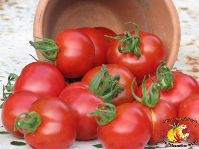 Tomate Stupice