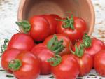 Tomate Stupice