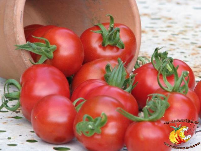 Tomate Stupice