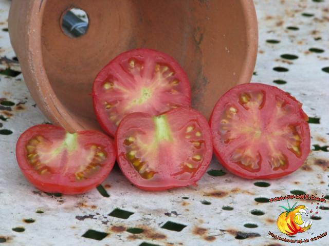 Tomate Stupice