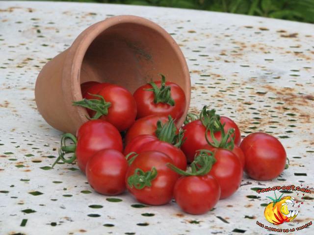 Tomate Stupice