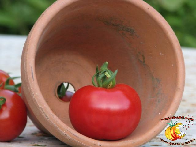 Tomate Stupice
