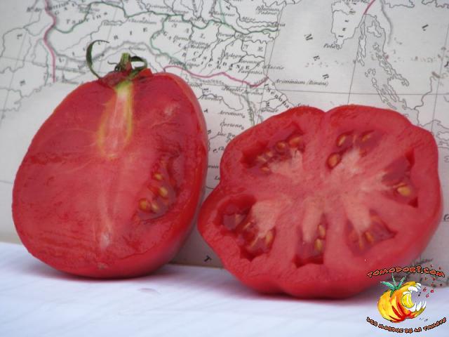 Tomate Coeur d'Albenga