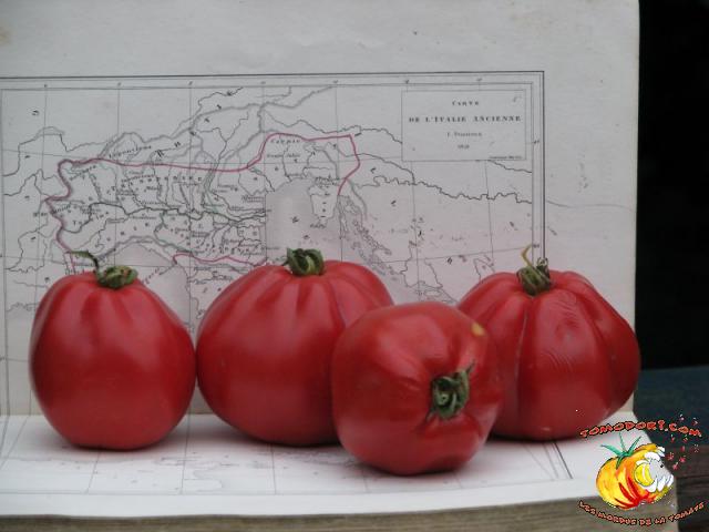 Tomate Coeur d'Albenga