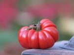 Tomate Corrogo