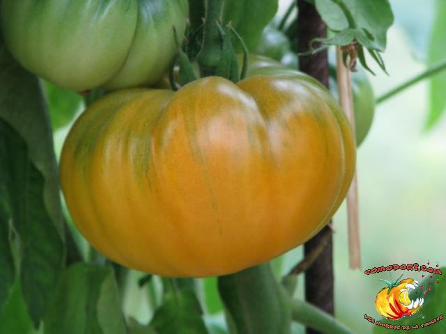 Tomate Summer Cider Apricot