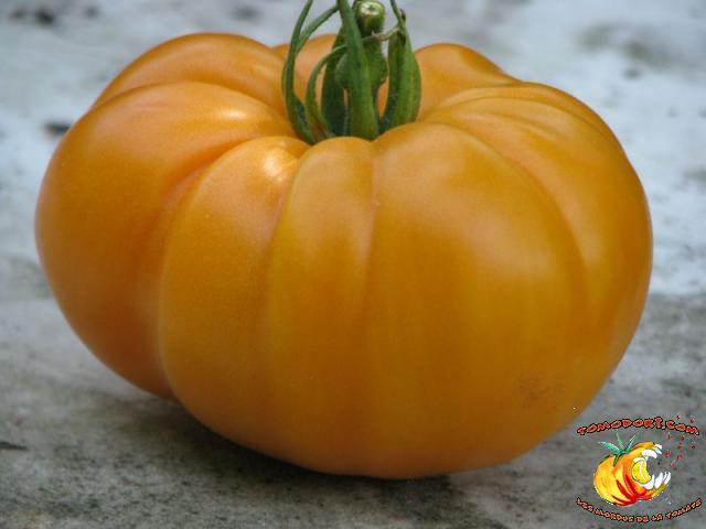 Tomate Summer Cider Apricot