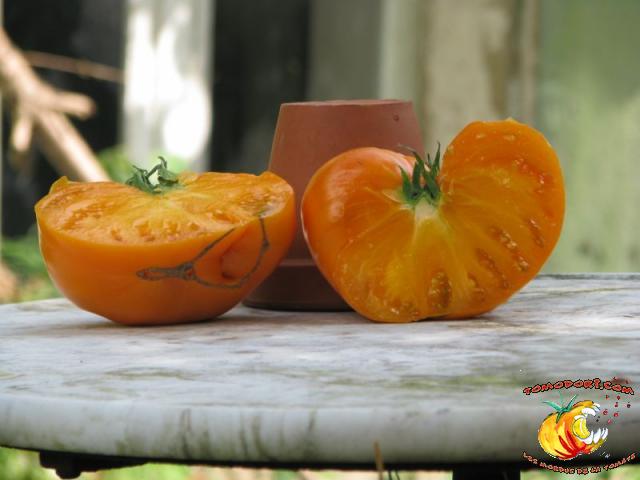 Tomate Summer Cider Apricot