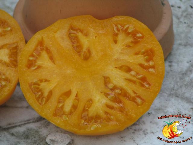 Tomate Summer Cider Apricot