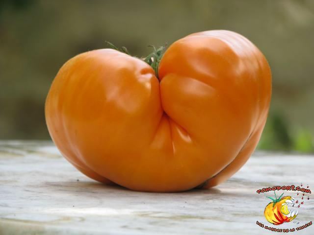 Tomate Summer Cider Apricot