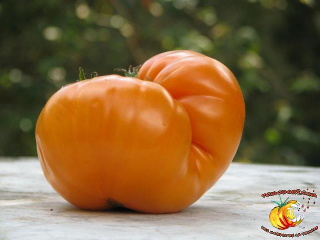 Tomate Summer Cider Apricot