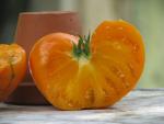 Tomate Summer Cider Apricot