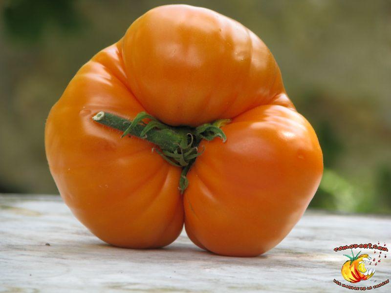 Tomate Summer Cider Apricot