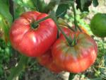 Tomate Violaceum
