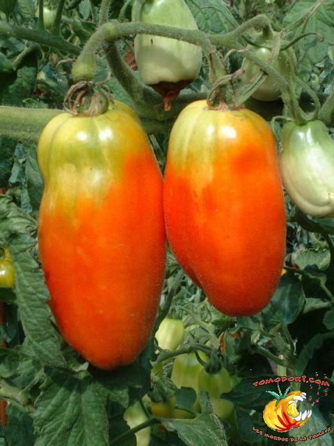 Tomate Opalska