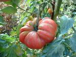Tomate Potiron Ecarlate