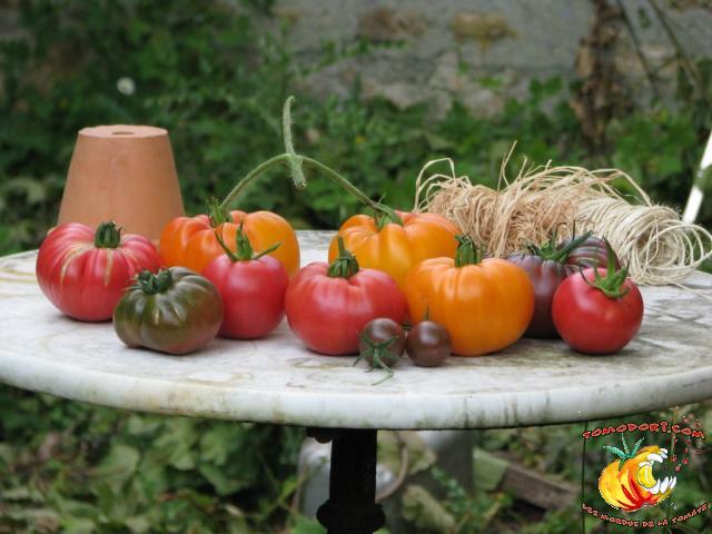 Assortiment de tomates