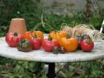 Assortiment de tomates